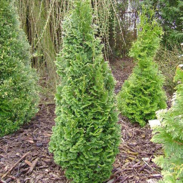 Туя западная Бробекс Тауэр (Thuja occidentalis 'Brobeck\'s Tower')
