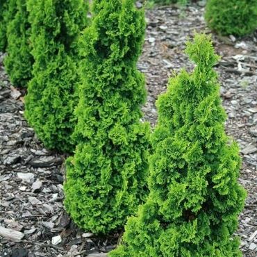 Туя западная Зматлик (Thuja occidentalis 'Zmatlik')