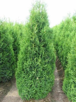 Туя западная Хебнер (Thuja occidentalis 'Hoebner')