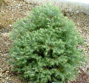 Туя западная Эрикоидес (Thuja occidentalis 'Ericoides')