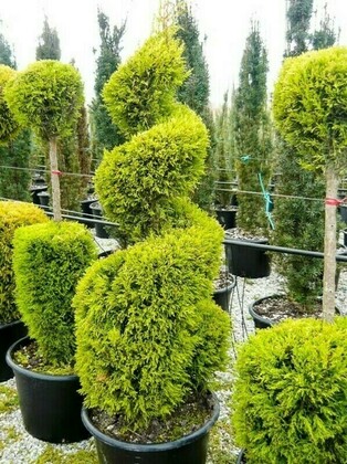 Кипарисовик Лавсона Ивонн (Chamaecyparis lawsoniana 'Yvonne')