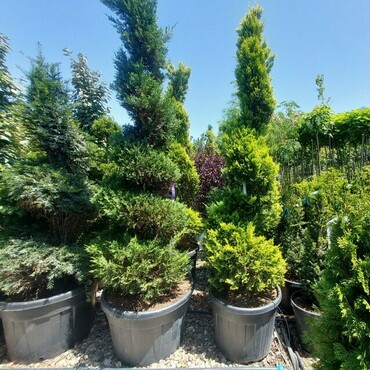 Кипарисовик лавсона "Колумнарис"