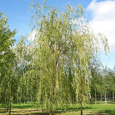 Ива белая Тристис (Salix alba 'Tristis')