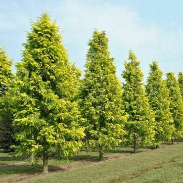 Метасеквойя глиптостробовидная (Metasequoia glyptostroboides)