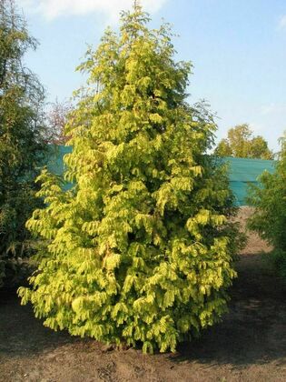 Метасеквойя глиптостробовидная Голдраш (Metasequoia glyptostroboides 'Gold Rush')