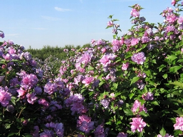 Гибискус сирийский Дюк де Брабант (Hibiscus syriacus Duc de Brabant)