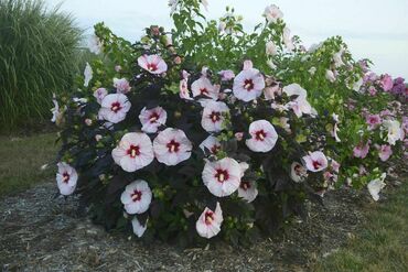 Гибискус сирийский Ред Харт (Hibiscus syriacus Red Heart)