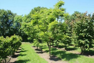 Гимнокладус двудомный (Gymnocladus dioicus)