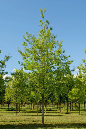 Дуб шарлаховый (Quercus coccinea)