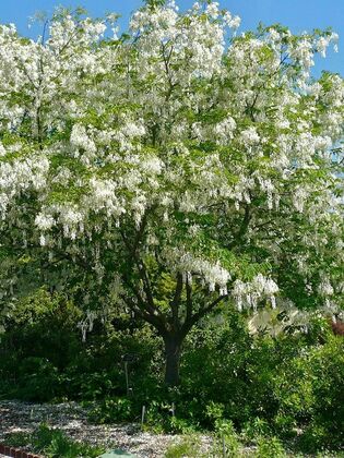 Кладрастис кентуккийский (Cladrastis kentukea)