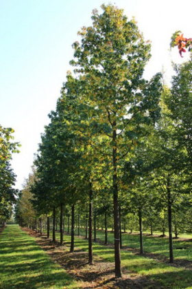 Ликвидамбар смолоносный (Liquidambar styraciflua)