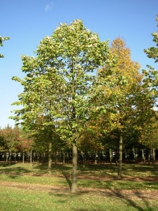 Липа войлочная (Tilia tomentosa)