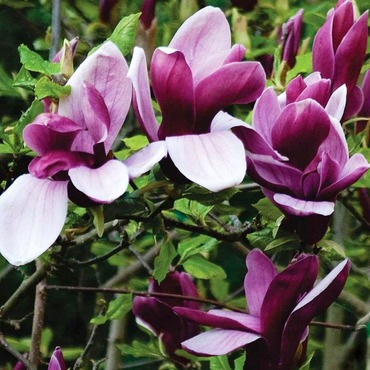 Магнолия лилиецветная Нигра (Magnolia liliiflora Nigra)
