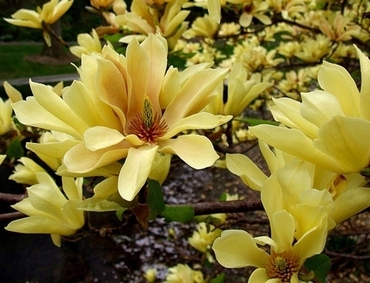 Магнолия обнаженная Еллоу Ривер (Magnolia denudata Yellow River)