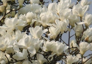 Магнолия суланжа Альба Суперба (Magnolia x soulangeana 'Alba Superba')