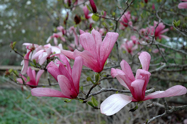 Магнолия суланжа Гелакси (Magnolia x soulangeana 'Galaxy')
