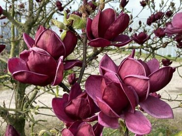 Магнолия суланжа Джени (Magnolia x soulangeana 'Genie')