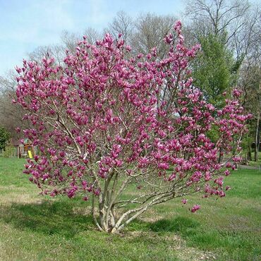 Магнолия Сьюзан (Magnolia Susan)