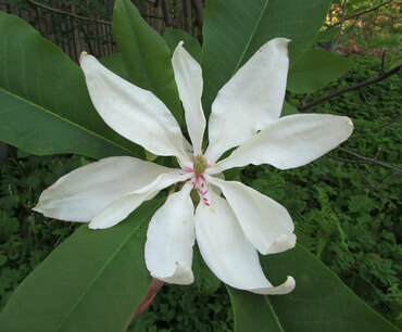 Магнолия трехлепестная (Magnolia tripetala)