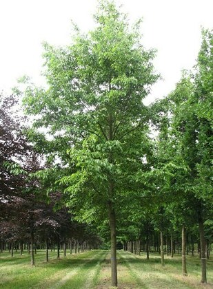 Платан кленолистный Блудгуд (Platanus acerifolia Bloodgood)