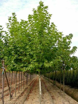 Платан кленолистный Колумбия (Platanus acerifolia Columbia)