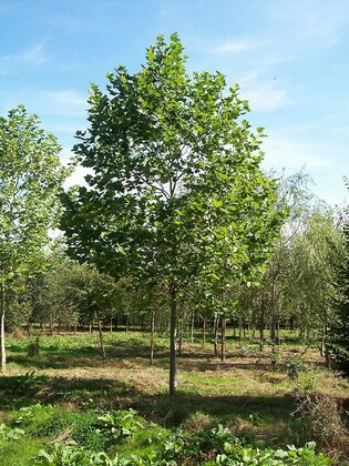 Платан кленолистный Экскламейшн (Platanus acerifolia Exclameition)