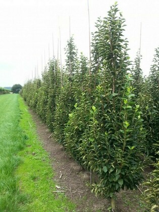 Стиракс японский (Styrax japonicus)