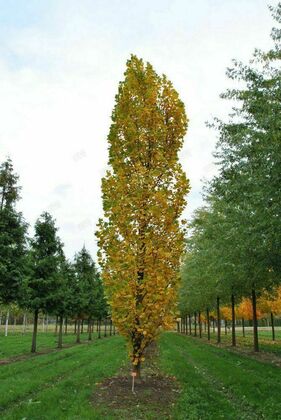Тюльпанное дерево Фастигиата (Liriodendron tulipifera 'Fastigiata')