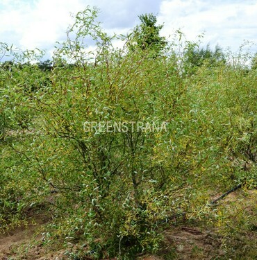 Ива Свердловская Извилистая (Salix 'Sverdlovskaja Isvilistaja')