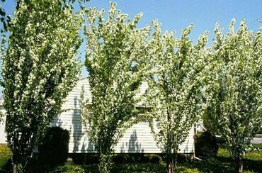 Яблоня ягодная Колумнарис (Malus baccata Columnaris)