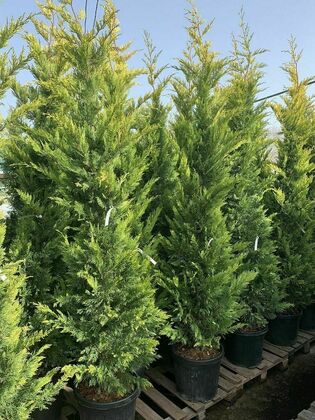 Купрессоципарис Лейланда Клон 2001 (x Cupressocyparis leylandii 'Clone 2001')