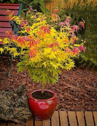 Клен пальмолистный "Оранж Дрим" (Acer Palmatum "Orange Dream")