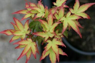 Клен пальмолистный ( Acer palmatum)