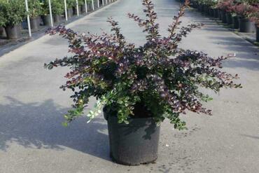 Барбарис средний "Ред Джевел" (Berberis media "Red Jewel")