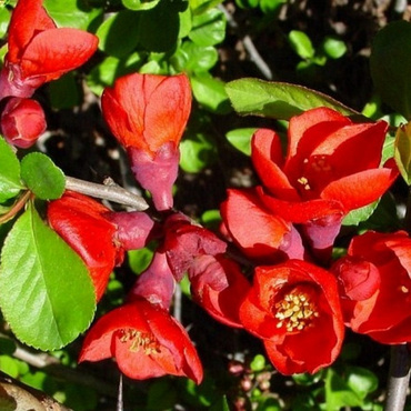 Хеномелес прекрасный Рубра (Chaenomeles speciosa 'Rubra')