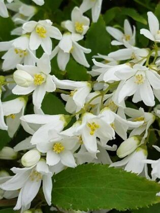 Дейция изящная "Никко" (Deutzia gracilis "Nikko")