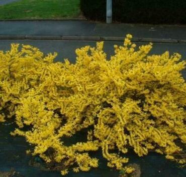 Форзиция "Мари Дор" (Forsythia "Maree d'Or")