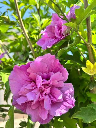 Гибискус сирийский "Арденс" (Hibiscus syriacus "Ardens")