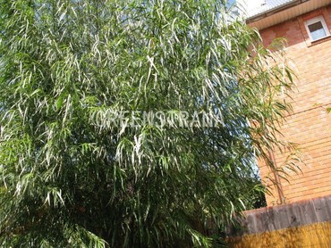 Ива Шверина улучшенная Швернии (Salix schwerinii 'Schwerinii')