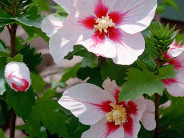 Гибискус сирийский "Хамабо" (Hibiscus syriacus "Hamabo")