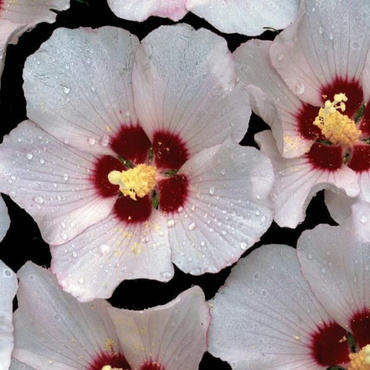 Гибискус сирийский "Матильда" (Hibiscus syriacus "Mathilde")