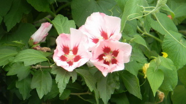 Гибискус сирийский "Монстрозус" (Hibiscus syriacus "Monstrosus")