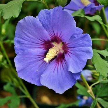 Гибискус сирийский "Озиау Блу" (Hibiscus syriacus "Oiseau Bleu")