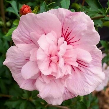 Гибискус сирийский "Пинк Чиффон" (Hibiscus syriacus "Pink Chiffon")