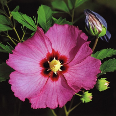 Гибискус сирийский "Пинк Джаент" (Hibiscus syriacus "Pink Giant")