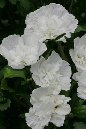 Гибискус сирийский "Вайт Шифон" (Hibiscus syriacus "White Chiffon")