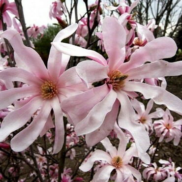 Магнолия Лебнера Леонард Мессел (Magnolia x loebneri 'Leonard Messel')