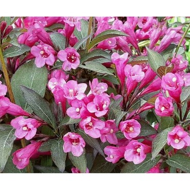 Вейгела цветущая "Нана пурпуреа" (Weigela florida "Nana Purpurea")