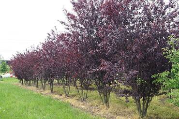 Слива растопыренная краснолистная (Prunus cerasifera var. pissardii)