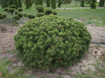 Сосна горная Мугус (Pinus mugo 'Mugo') (карикоми)